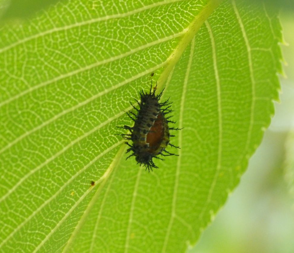 トゲトゲのアカホシテントウの蛹 天道虫 生き物って本当に神秘的